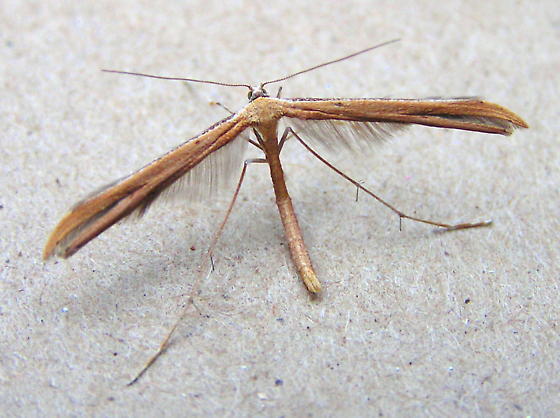 Morning Glory Plume Moth, Emmelina monodactyla