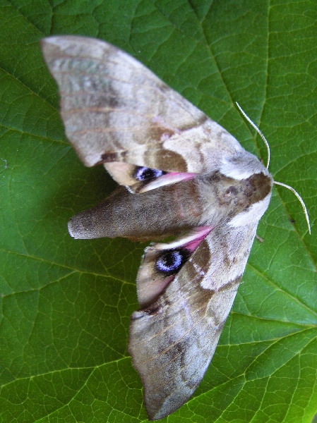 One-Eyed Sphinx Moth, Smerinthus cerisyi
