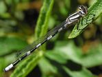 Pacific Forktail Dragonfly