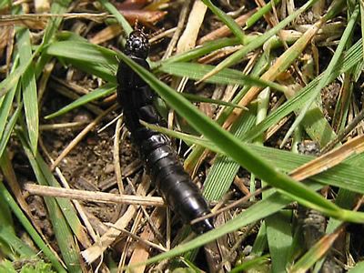Carabid Beetle, Carabus nemoralis