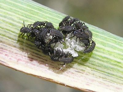 Asian Lady Beetle, Harmonia axyridis