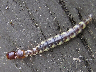 Snakefly, Agulla sp
