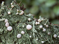 Lichen At-A-Glance
