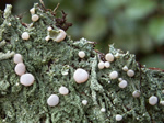 Peppermint Drop Lichen,Icmadophila ericetorum	