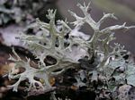Staghorn Lichen, Letheria vulpina