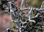 Fork Tube Lichen, Hypogymnia imshaugii 