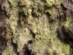 Gold Dust Lichen, Chrysothrix candelaris