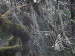 Methuselah's Beard Lichen. Usnea longissima