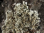 Questionable Rock-frog Lichen, Xanthoparmelia cumberlandii  