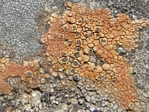 Gray-orange Disk Lichen, Lecidea lapicida