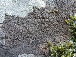 Tile Lichen, Lecidea fuscoatra