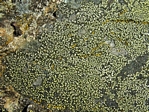 Green Map Lichen, Rhizocarpom geographicum