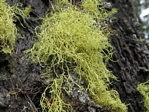 Wolf Lichen, Letharia vulpine
