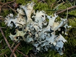 Powdered Ruffle Lichen, Parmotrema arnoldii