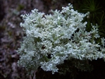 Christmas Tree Lichen, Sphaerophorus globosus ssp. gracilis