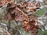 Pseudocyphellaria Lichen, Pseudocyphellaria anthraspi