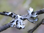 Shield Lichen, Parmelia sulcata 