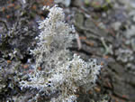 Christmas Lichen, Cryptothecia rubrocincta