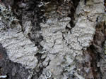 Pore Lichen, Pertusaria subambigens 