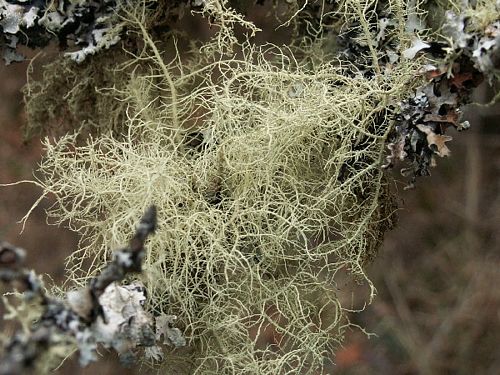 Bushy Cord Lichen, Usnea subfloridana