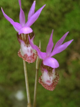 Calypso orchid, Calypso bulbosa