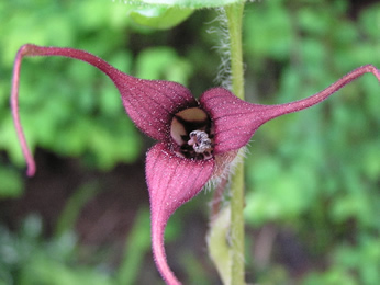 Wild Ginger, Asarum caudatum