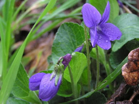 Blue Violets, Viola adunca