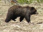 Grizzly Bear, Ursus arctos