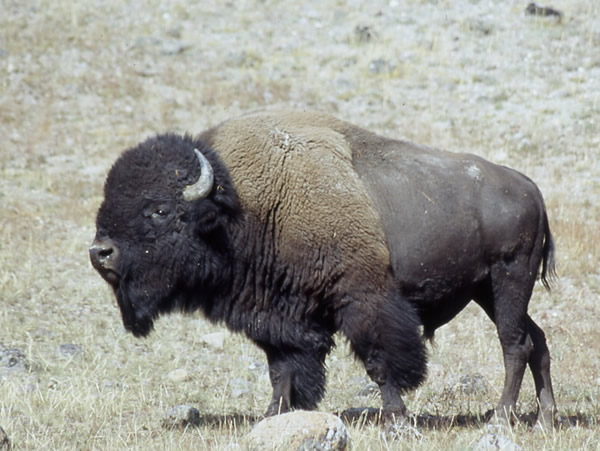 American Bison, Bison bison 