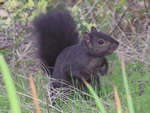 Eastern Gray Squirrel, Sciurus carolinensis 