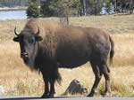 American Bison, Bos bison 