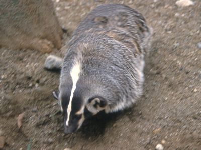 American Badger