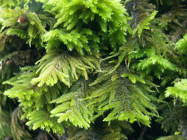 Plume Moss, Dendroalsia abietina