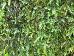 Bigelow's Porotrichum Moss, Porotrichum bigelovii  