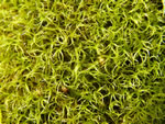 Mougeot's Amphidium Moss, Amphidium mougeottii
