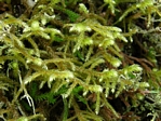 Giant Antitrichia Moss, Antitrichia curtipendula