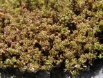 California Amphidium Moss, Amphidium californicum