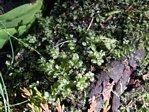 Carpet Moss, Plagiomnium ellipticum