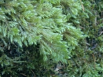 Tree Moss, Isothecium myosuroides
