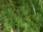 Alpine Moss, Polytrichum alpinum
