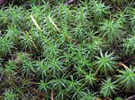 Juniper Haircap Moss	Polytrichum juniperinum