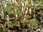 Awned Haircap Moss, Polytrichum piliferum