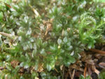 Largetooth Calcareous Moss, Mnium spinulosum