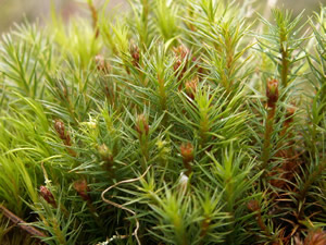 Juniper Haircap Moss, Polytrichum juniperinum