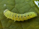 Yellow Underwing caterpillar, Noctua pronuba