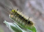 Silverspotted Tiger Moth Caterpillar