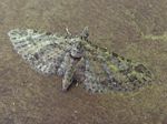 Olive and Black Carpet Moth, Acasis viridata