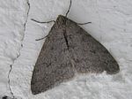 Walnut Spanworm Moth, Phigalia plumogeraria