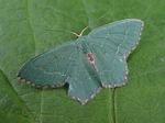Common Emerald Moth, Hemithea aestivaria
