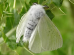 Satin Moth, Leucoma salicis